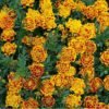 Tagetes patula – kadifica