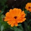 Calendula officinalis – neven