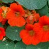 Tropaeolum majus - dragoljub