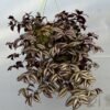 Tradescantia zebrina – prugasta tradeskancija
