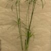 Cyperus alternifolius– kišobran palma